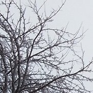 �����, 53 ����, ������