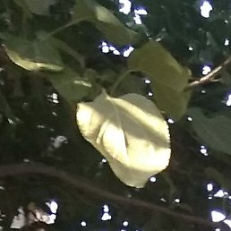 , , 51 