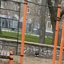 �������, �����������, 42 ����