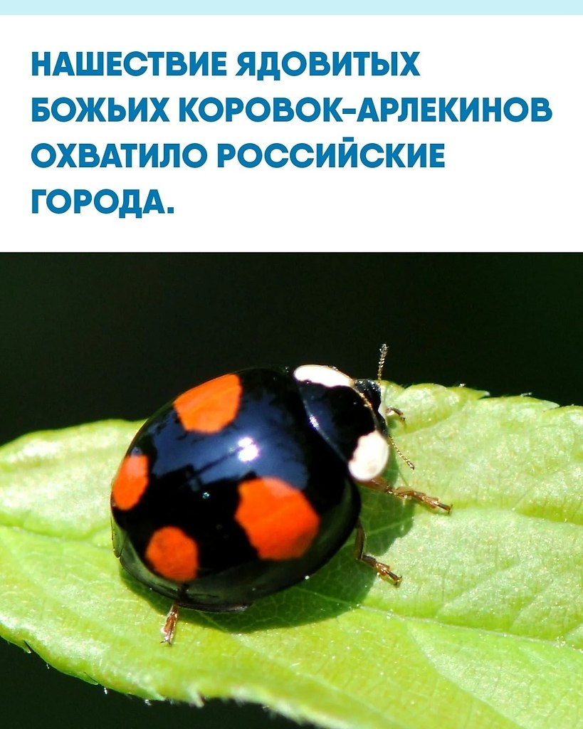 ac aceo accoo ae  oce, o, ae, oopoccce, pacoape, a ae  ce  ...