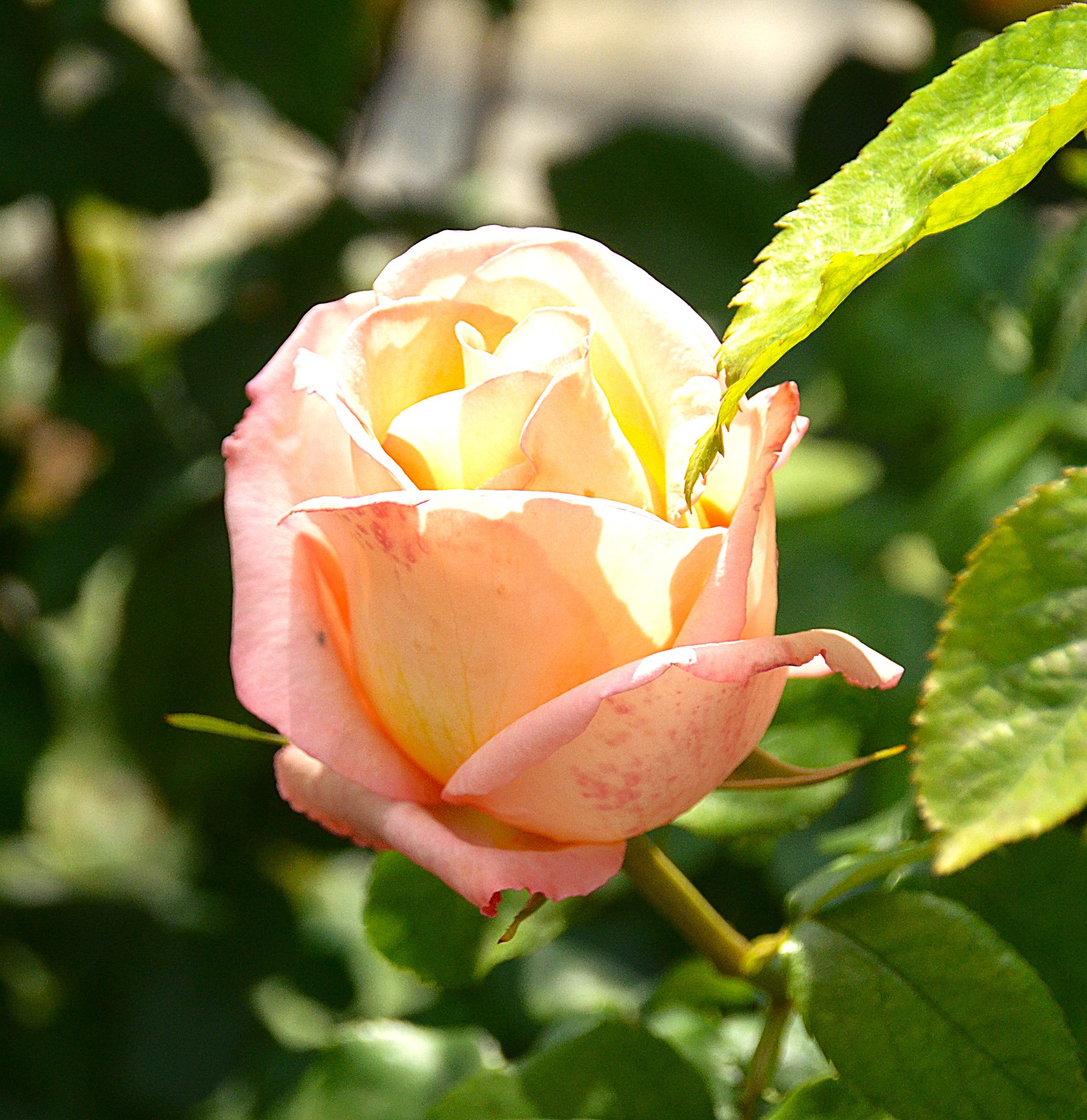 Aleksandr Voznii - 3  2025  19:04 - 5