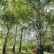 , 42 , --