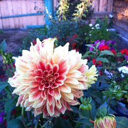 �����, �������, 65 ���