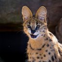 ���� ������, ������ - ��������� 5 ��� 2025 � ������ ������ ��������