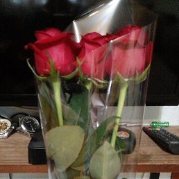 �������, ���������, 41 ���