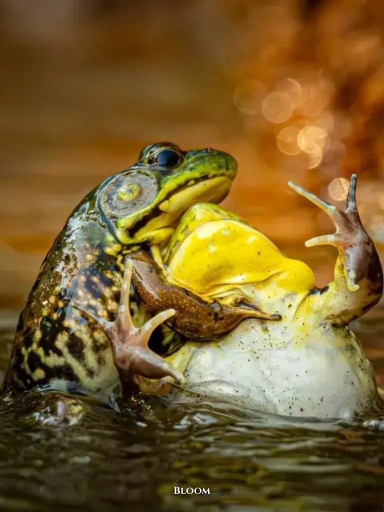 ac opca ce oo o ppo 2025  o acoa oe a  aa ... - 9