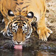 ����, 17 ���, ��������