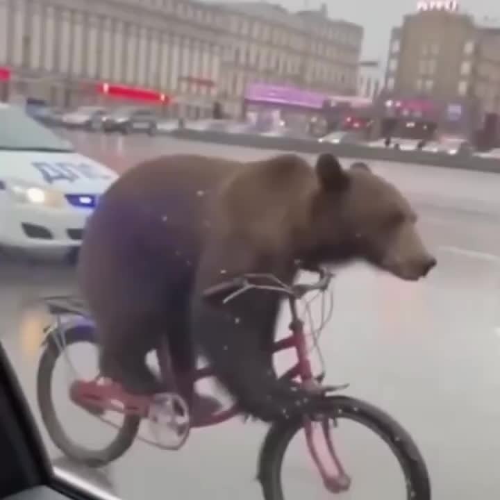 Обычный день в России: медведь угнал велик и устроил ПОГОНЮ от полиции - 2