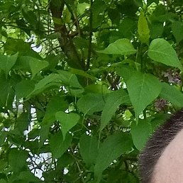 �������, ����, 37 ���