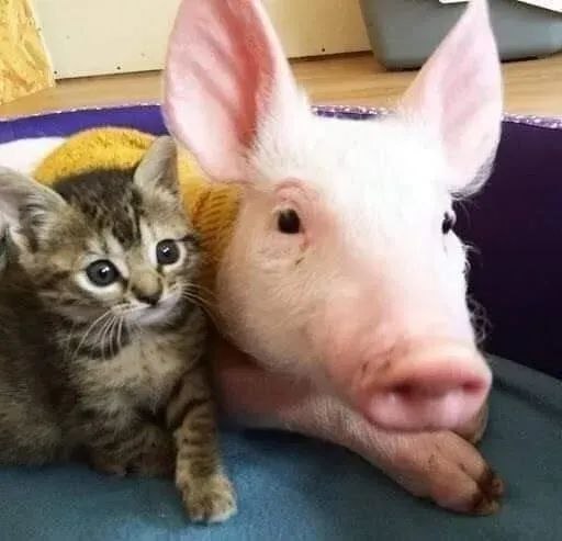:) Котёнок вырос вместе с поросёнком. Вместе играли, рядом ели и спали тут же. Так и выросли. Теперь ...