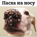 ���� �������, �����-��������� - ��������� 4 ������ 2026 � ������ ������ ��������