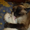 ���� �������, ������, 55 ��� - ��������� 6 ��� 2025 � ������ ������� ���