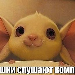 �����, �����