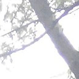 �����, �����������, 47 ���