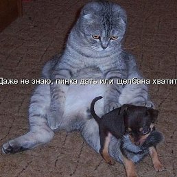 �����, ������, 44 ����