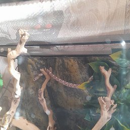 ����, ������, 41 ���