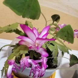 ���� ������, �������, 56 ��� - ��������� 29 ������ 2026