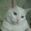 ������ �� ������� ���� ����������