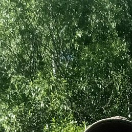 ������, ����������, 46 ���