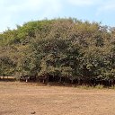 ����� �� ������� ���� ����������