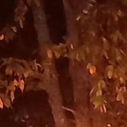 ���������, �����-���������, 41 ���