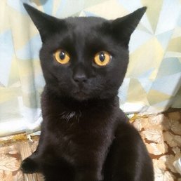 ���������, �����������, 29 ���