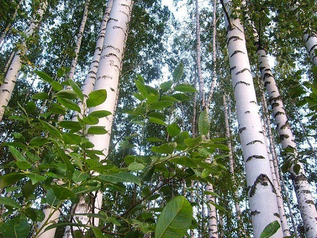 Стоял июль – время, когда алхимия лета преображает лес в сливающуюся воедино яркую массу зелени, ...