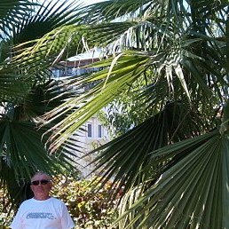 �����, ���, 64 ����