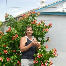 , 51 , 
