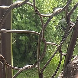 ����, ���������, 39 ���