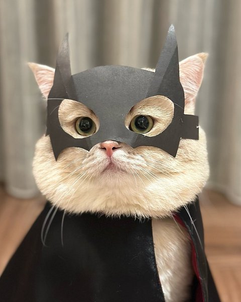 Bat Cat - 3