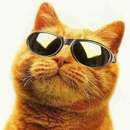 �����, ������, 41 ���