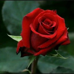 ���� Nenad, �����������, 55 ��� - ��������� 21 ��� 2026
