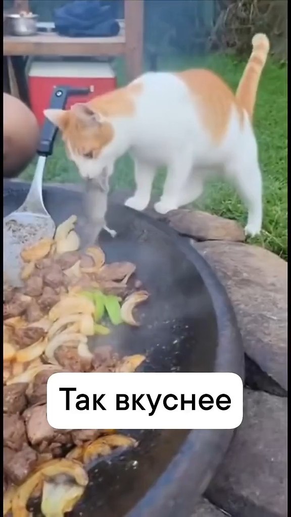 ����� �������� ���� ����������