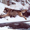 ��� �� ������� ���� ����������