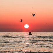 �����, 44 ����, ������������