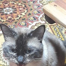 ���� ��������, ������, 62 ���� - ��������� 15 ������� 2026