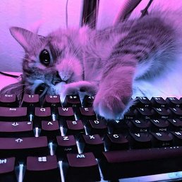 �������, ��������, 19 ���