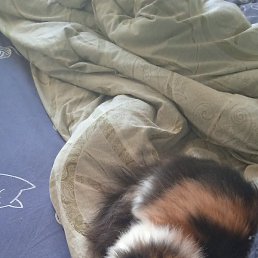 ������ ����������, ������, 65 ���