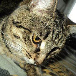 ������, �������