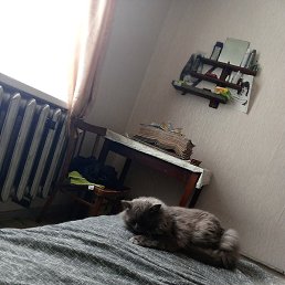 ����, �����-���������, 34 ����