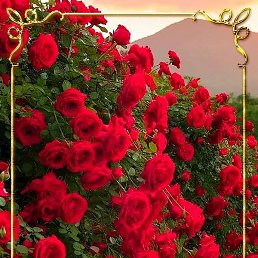 ������, ������ ���