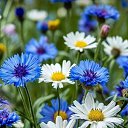 ���� ������, ����������� - ��������� 31 ���� 2026 � ������ ������ ��������