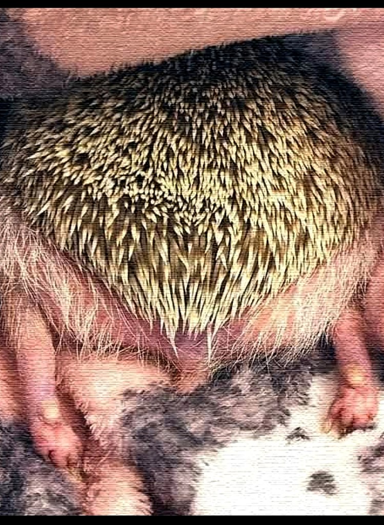 Природа всё рассчитала! Ёжики – это не только самоходная копна колючих иголок, но и крошечный, ...