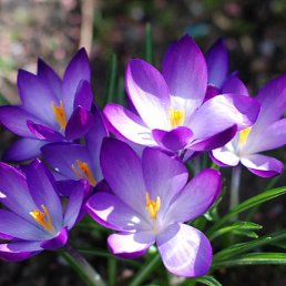 �����, ������, 51 ���