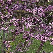 �������, 53 ����, ������-��-����