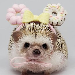 ������ ����, ���������, 39 ���