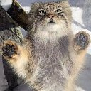 ���� ���������, �����, 41 ��� - ��������� 22 ������ 2026