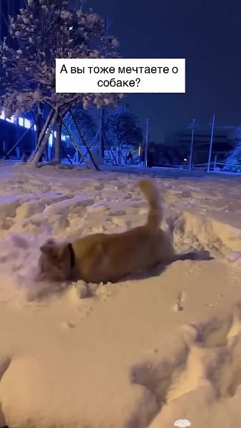 �� ������ ��� ����� ����� � ������� - 2