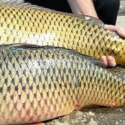 �������, 70 ���, ������